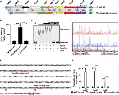 HpaR, the Repressor of Aromatic Compound Metabolism, Positively Regulates the Expression of T6SS4 to Resist Oxidative Stress in Yersinia pseudotuberculosis